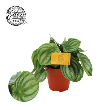 image PEPEROMIA ARGYREIA