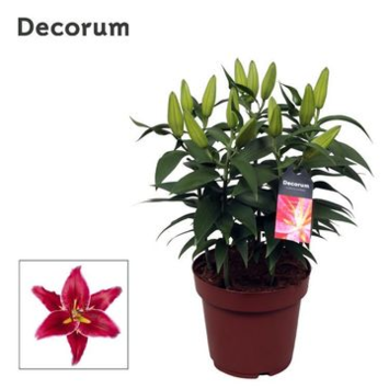 image LILIUM ORIENTAL MAGNY ROUGE 5PP