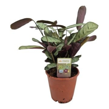 image CALATHEA AMAGRIS