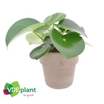 image PEPEROMIA RAINDROP P TERRE