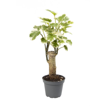 image ARALIA BALFOURIANA PANACHE TIGE