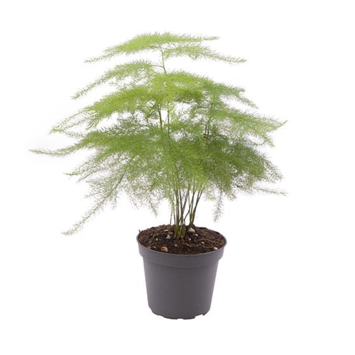 image ASPARAGUS PLUMOSUS