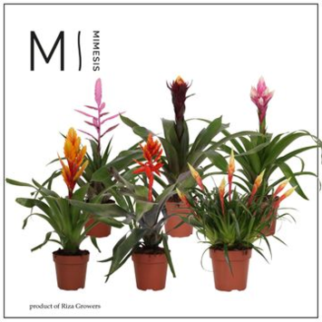 image BROMELIACEE ROYAL GREEN RITUALS