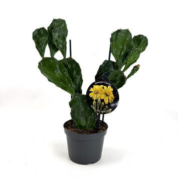 image CACTUS OPUNTIA JAMAICA