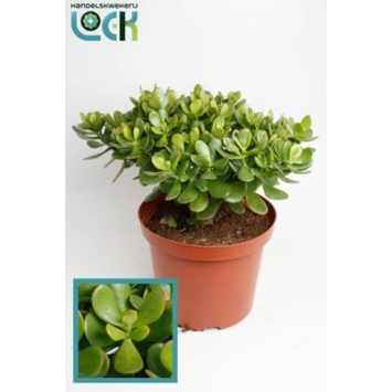 image CRASSULA OVATA