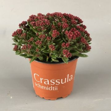 image CRASSULA SCHMIDTII
