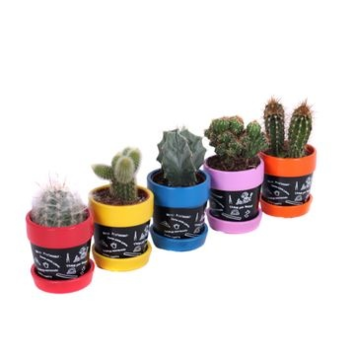image CACTUS VARIES CERAM ARDOISE