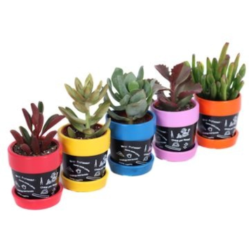 image SUCCULENTE VARIEE CERAM ARDOISE