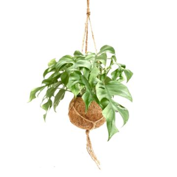 image PHILODENDRON MONSTERA KOKODAMA