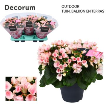 image BEGONIA LICHT ROSE