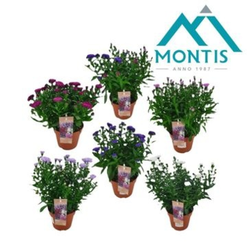 image ASTER SHOWMAKER