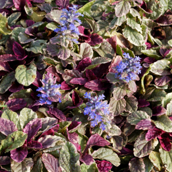 image AJUGA REPTANS BURGUNDY GLOW