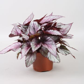 image BEGONIA BELEAF MAORI HAZE