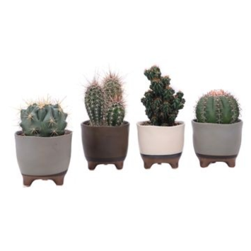 image CACTUS VARIES CERAM