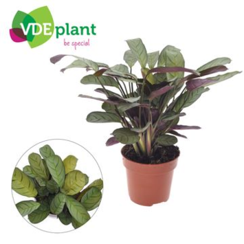 image CALATHEA BURLE MARXII