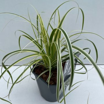 image CAREX FEATHER FALLS