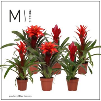 image BROMELIACEE ROUGE