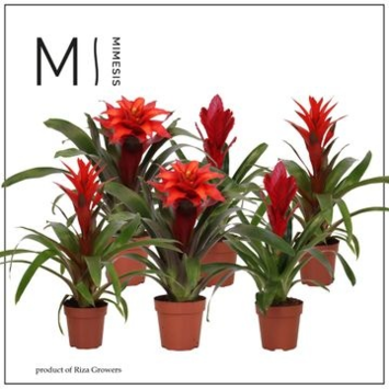 image BROMELIACEE ROUGE