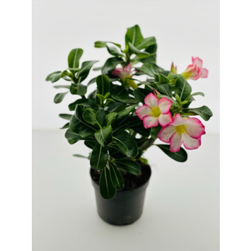image ADENIUM OBESUM