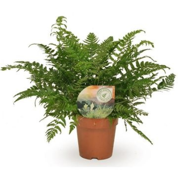 image ATHYRIUM SPICATUM