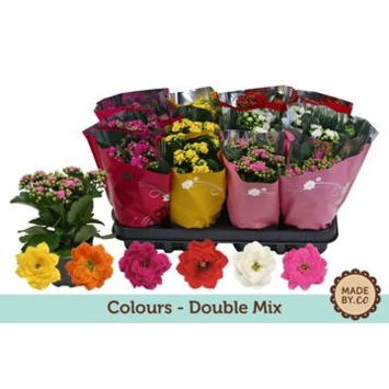 image KALANCHOE FL DBLE HOUSSE TON  SUR TON