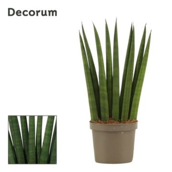 image SANSEVIERIA CYLINDRICA