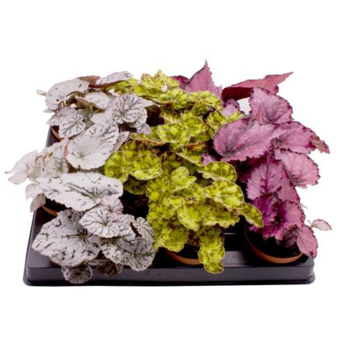 image BEGONIA REX VARIE