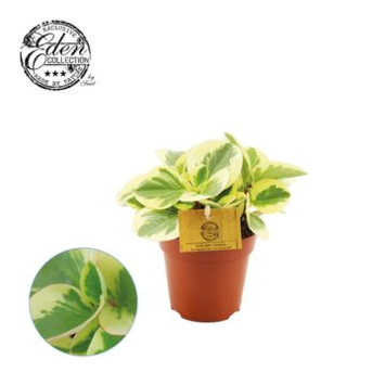 image PEPEROMIA OBTIPAN