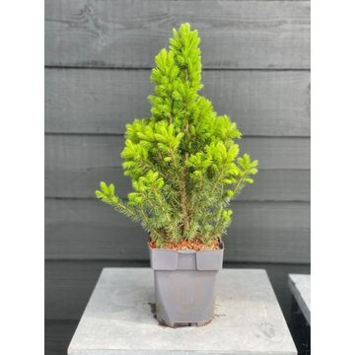 image PICEA GLAUCA CONICA