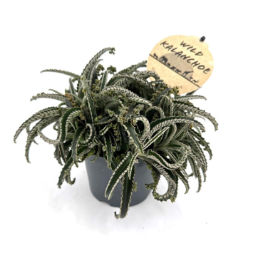 image KALANCHOE DAIGREMONTIANA