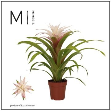 image GUZMANIA MAGICAL WHITE
