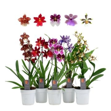 image ORCHIDEE 1BR VARIE