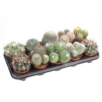 image CACTUS BOULE VARIES