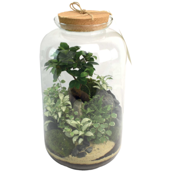 image TERRARIUM LA BORDEE 20