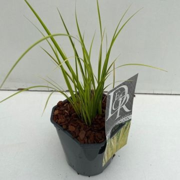 image ACORUS OGON