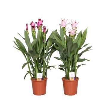 image CURCUMA 3/5FL