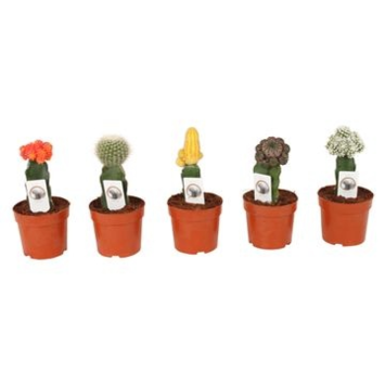 image CACTUS GREFFES VARIES