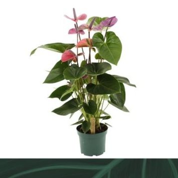 image ANTHURIUM ANDREANUM CAVALLI