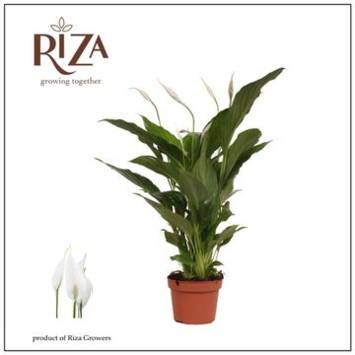 image SPATHIPHYLLUM STRAUSS