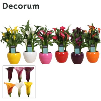 image ARUM CERAM