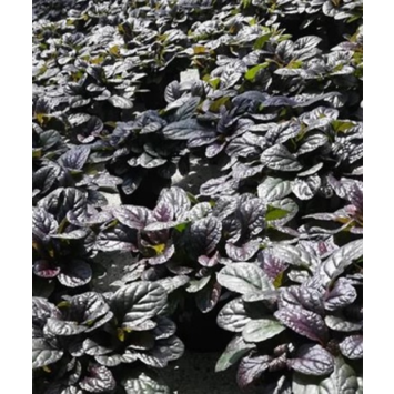 image AJUGA