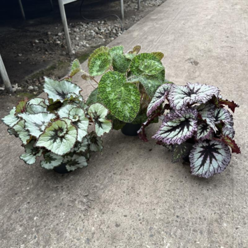 image BEGONIA TIGRE