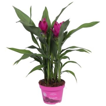 image CURCUMA 2FL SUBLIME