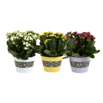 image KALANCHOE FL DBLE ZINC