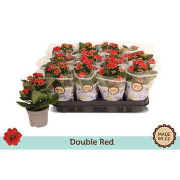 image KALANCHOE FL DBLE ROUGE