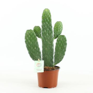 image CACTUS OPUNTIA RUBESCENS
