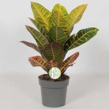 image CROTON PETRA
