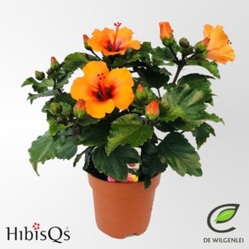 image HIBISCUS LONGLIFE ORANGE