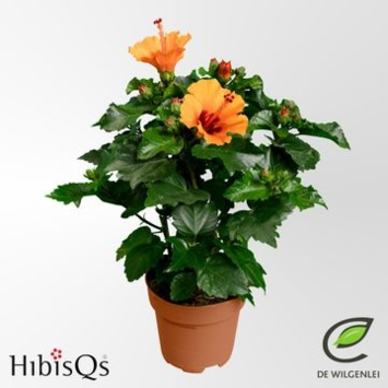image HIBISCUS LONGLIFE ORANGE