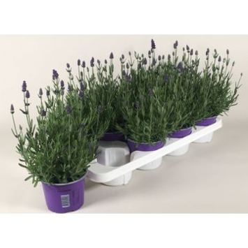 image LAVANDE ESSENCE PURPLE